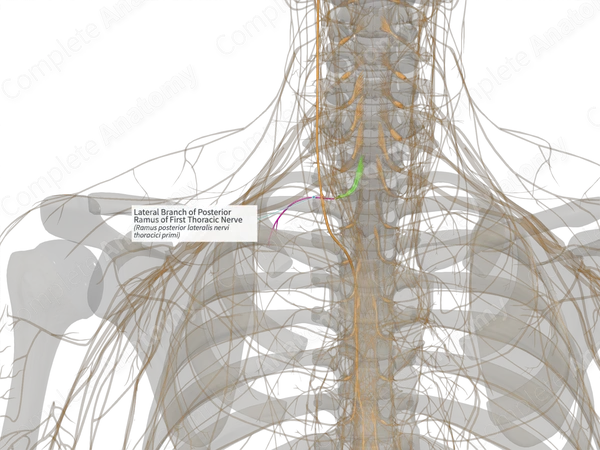 Lateral Branch of Posterior Ramus of First Thoracic Nerve (Left)