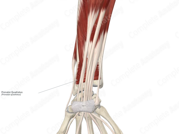 Pronator Quadratus