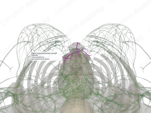 Right Gastroomental Lymph Vessels