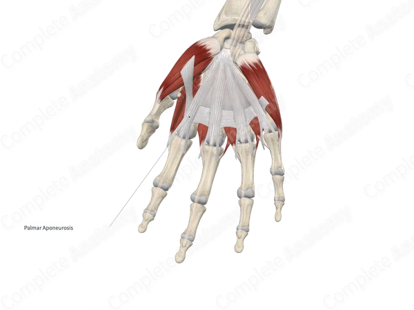 Palmar Aponeurosis (Longitudinal Fibers; Right)