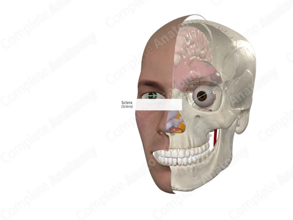 Sclera