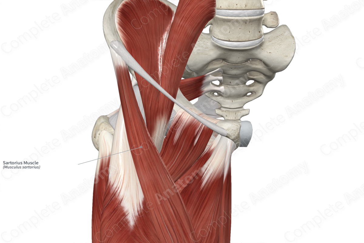 Front and Inner Thigh Pain, SARTORIUS MUSCLE: his diagram shows the upper  portion of the muscle on the st…