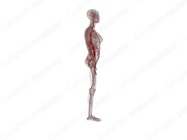 Systemic Arteries