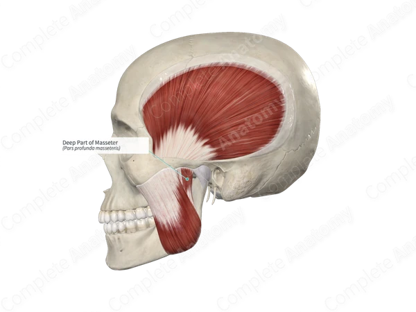 Deep Part of Masseter 