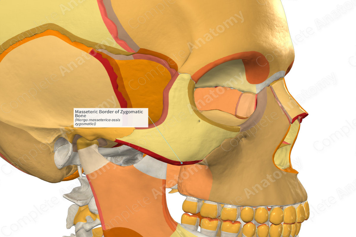 Masseteric Border of Zygomatic Bone