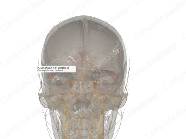 Pulvinar Nuclei of Thalamus (Left)