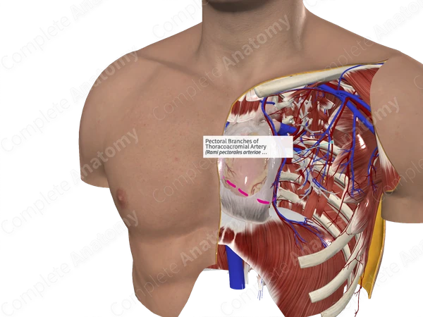 Pectoral Branches of Thoracoacromial Artery