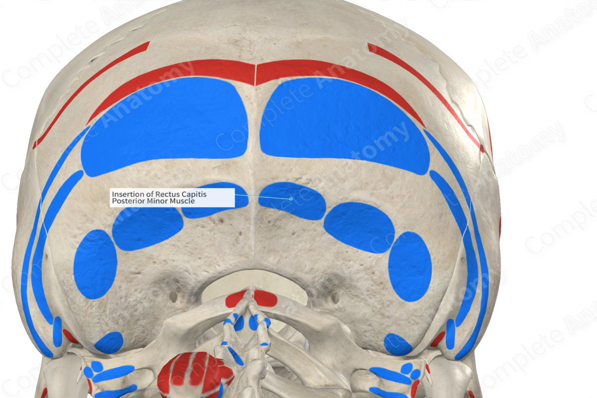 Insertion of Rectus Capitis Posterior Minor Muscle