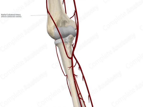 Radial Collateral Artery