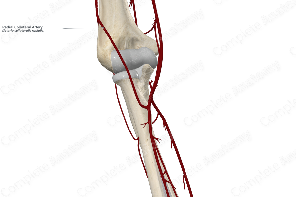 Radial Collateral Artery 