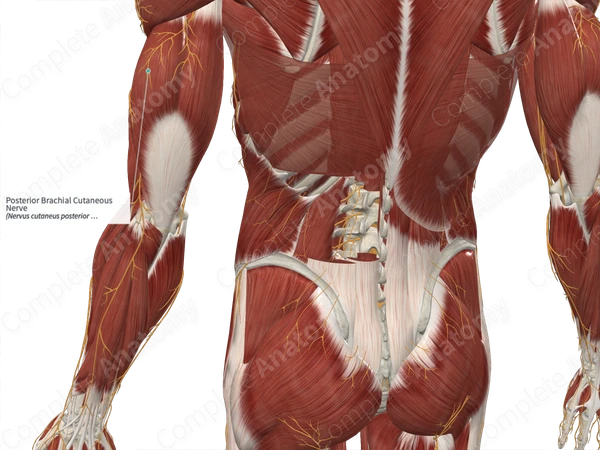 Posterior Brachial Cutaneous Nerve