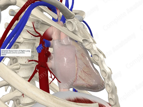 Anterior Basal Vein of Right Lung
