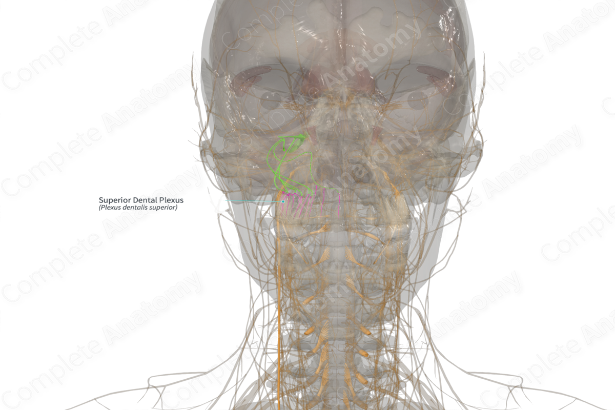 Superior Dental Plexus (Right) | Complete Anatomy