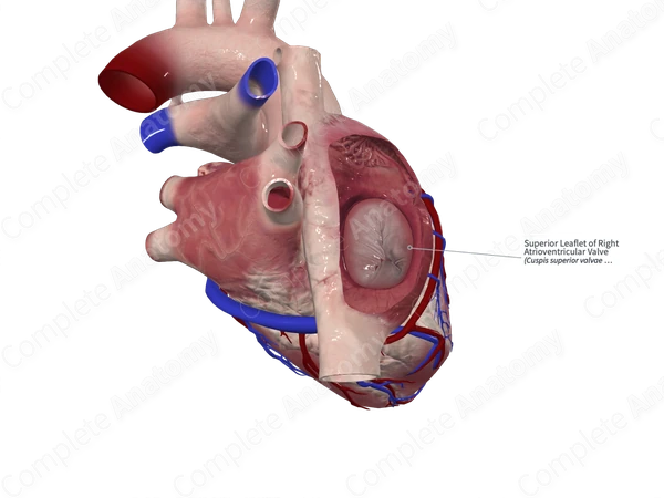 Superior Leaflet of Right Atrioventricular Valve
