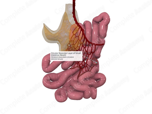 Circular Muscular Layer of Small intestine (Ileum)