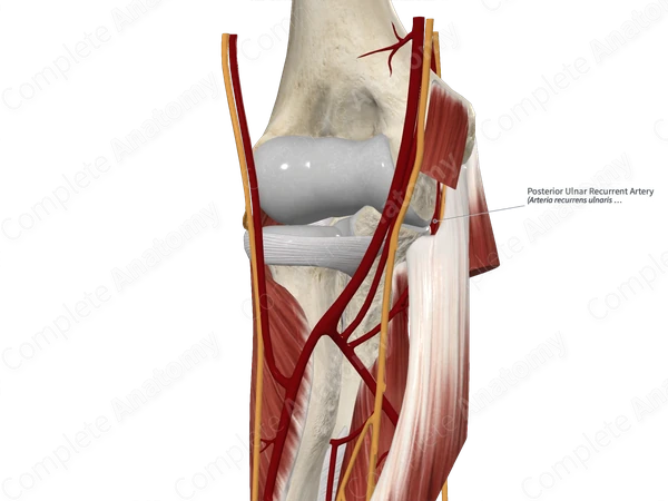 Posterior Ulnar Recurrent Artery 