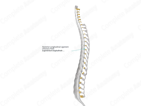 Posterior Longitudinal Ligament (Thoracic Part)