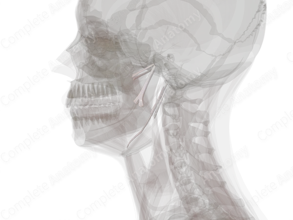 Cranial Syndesmoses