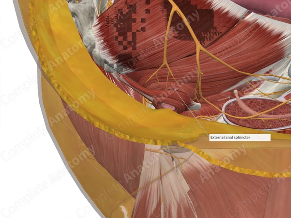 Deep Part of External Anal Sphincter
