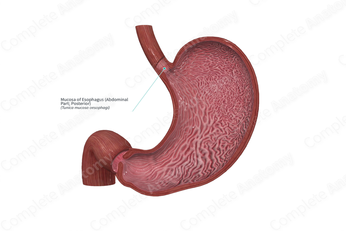 Mucosa of Esophagus (Abdominal Part; Posterior) | Complete Anatomy