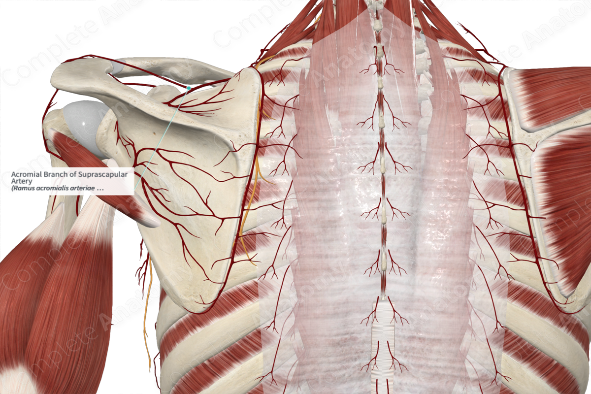 Acromial Branch of Suprascapular Artery 