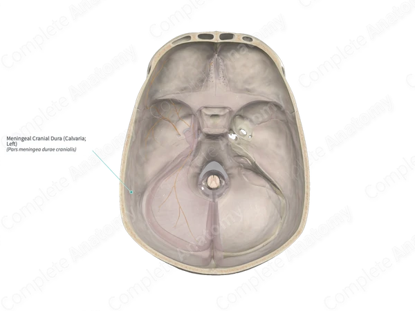 Meningeal Cranial Dura (Calvaria; Right)