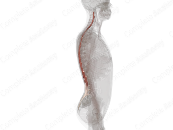 Longissimus Muscles (Left)