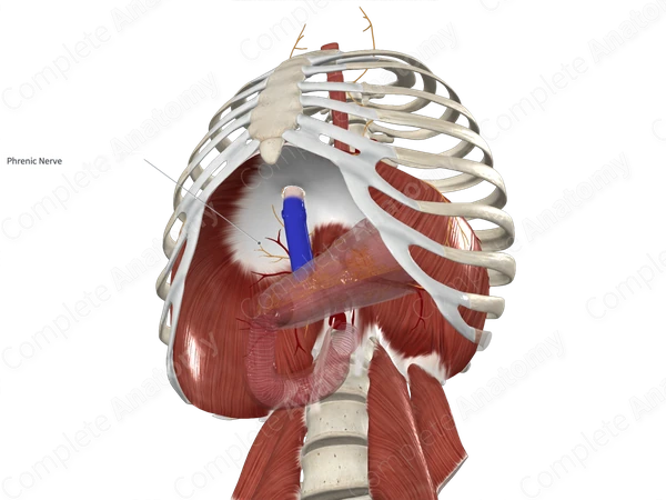 Phrenicoabdominal Branches of Phrenic Nerve