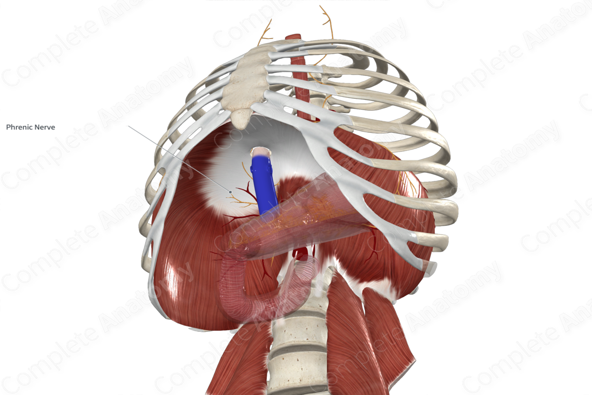 Phrenicoabdominal Branches of Phrenic Nerve 