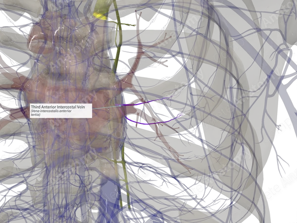 Third Anterior Intercostal Vein (Left)