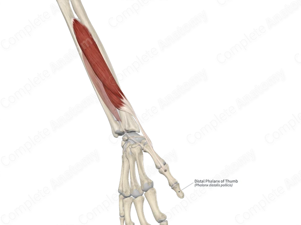 Distal Phalanx of Thumb