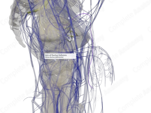 Vein of Ductus Deferens (Right)