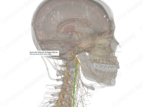 Auricular Branch of Vagus Nerve (Right)
