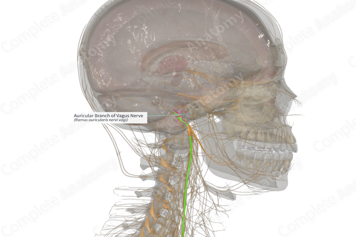 Auricular Branch of Vagus Nerve (Right)