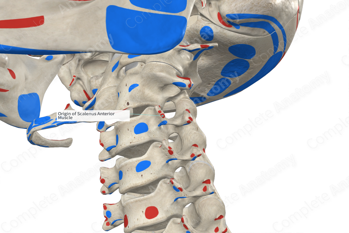 Origin of Scalenus Anterior Muscle