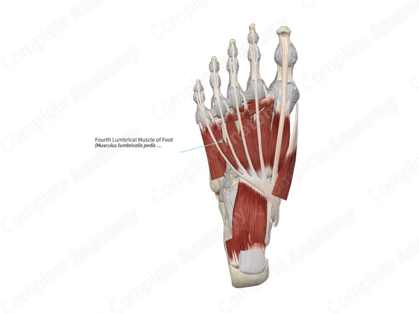 Fourth Lumbrical Muscle of Foot 