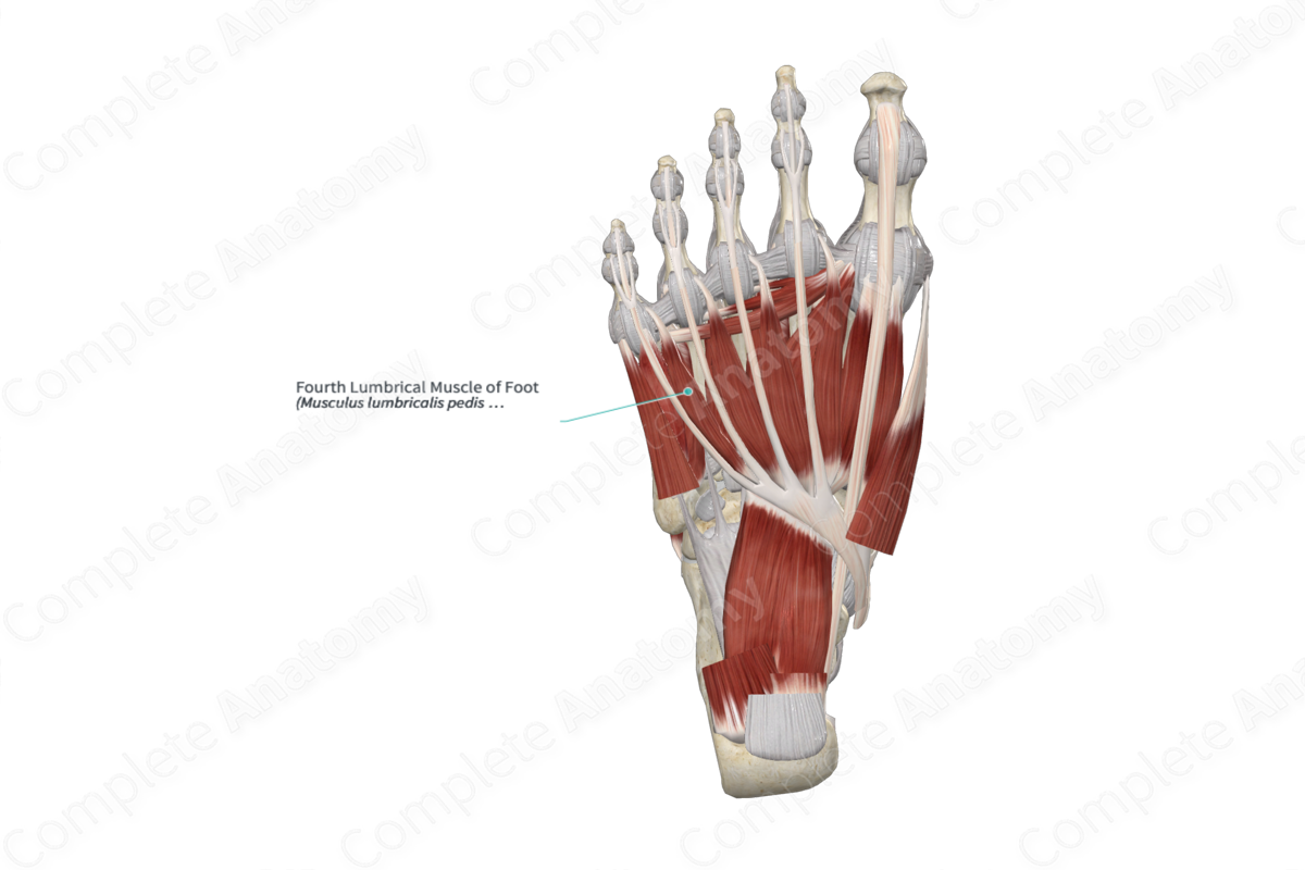Fourth Lumbrical Muscle of Foot 