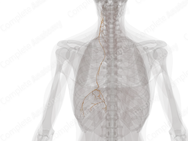 Deep Branches of Cervial Plexus (Left)