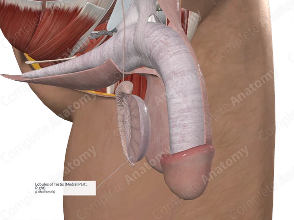 Lobules of Testis (Medial Part; Right)