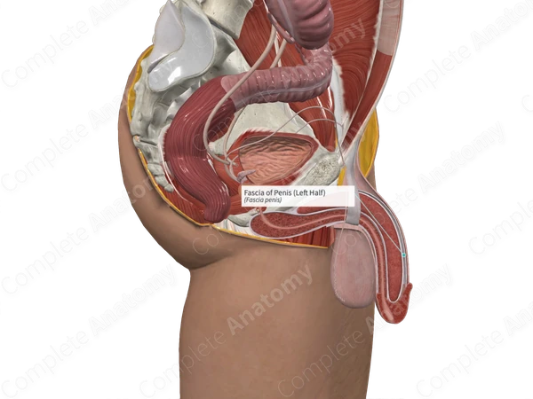 Fascia of Penis (Left Half)