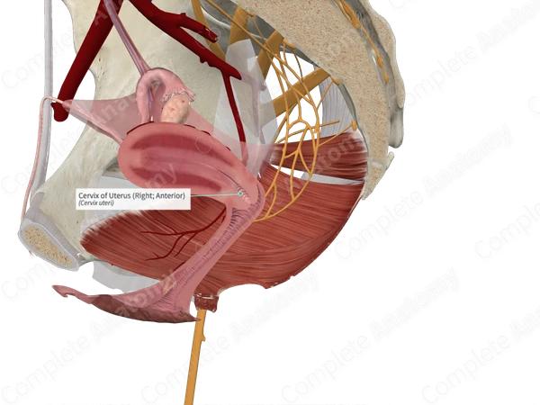 Cervix of Uterus (Right; Anterior)