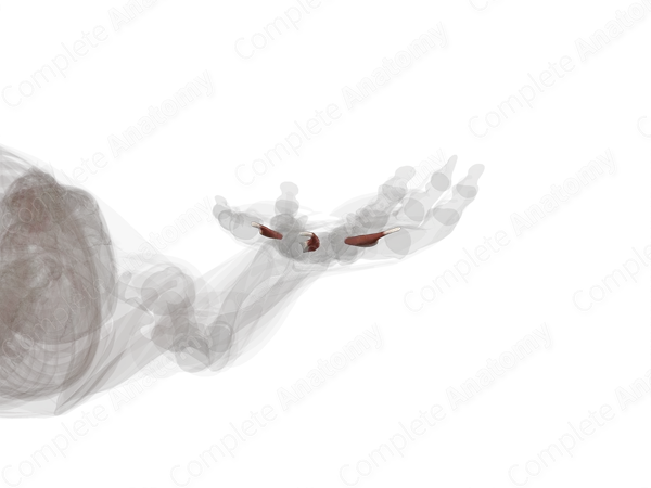 Palmar Interossei Muscles (Left)