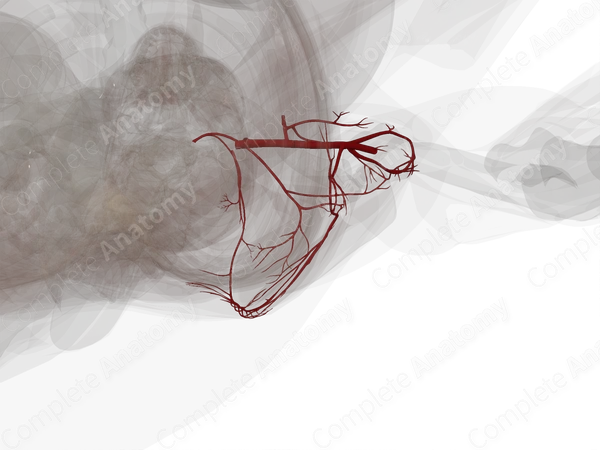 Arteries of Pectoral, Scapular, and Deltoid Regions (Left)