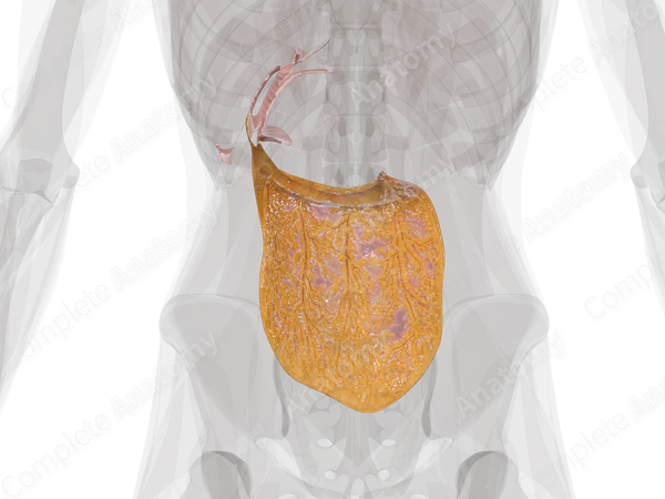 Greater Omentum
