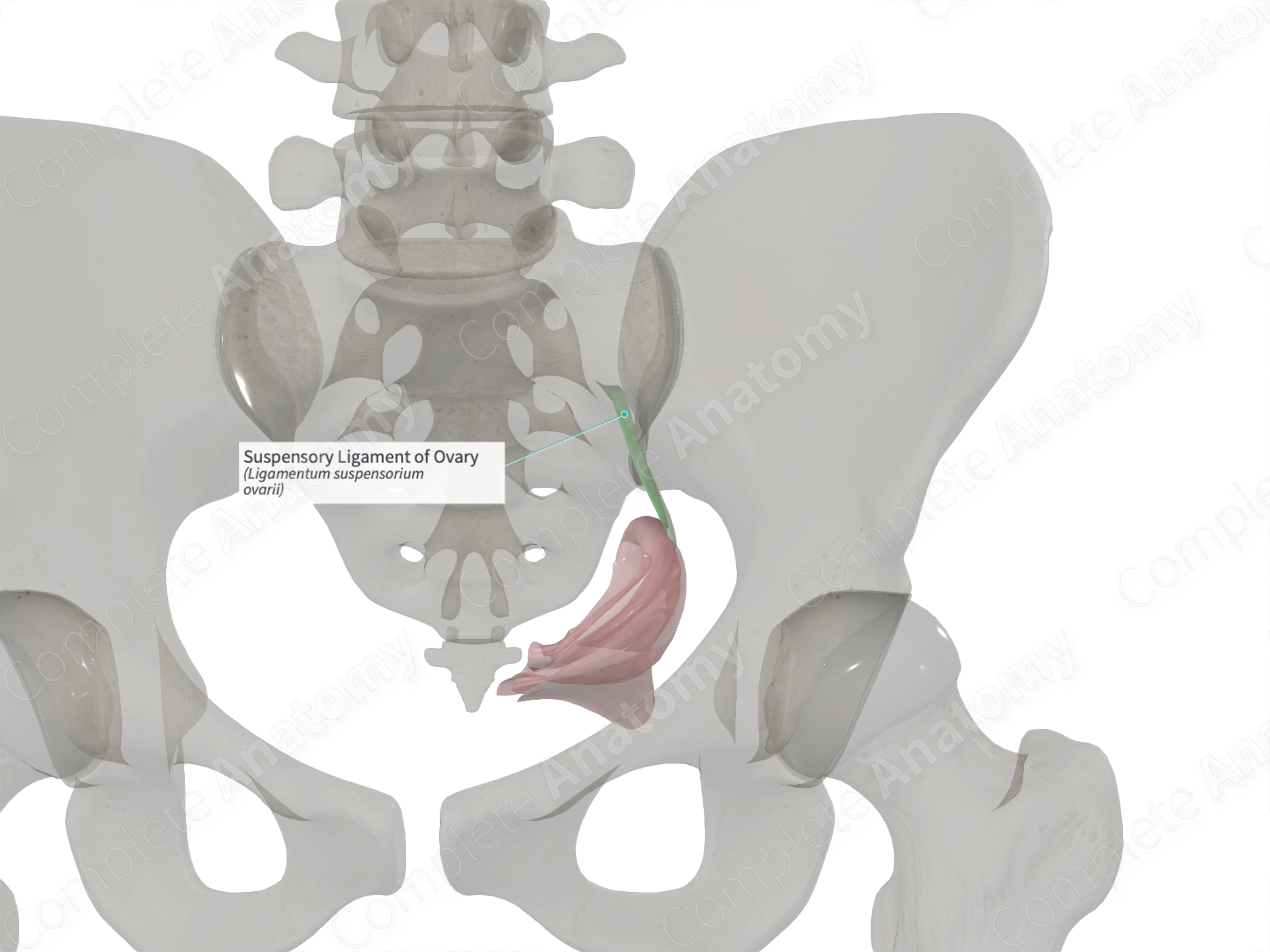 ovary anatomy ligament