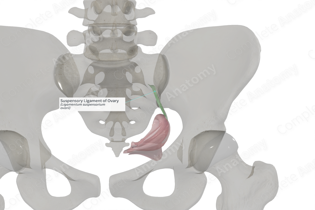 Suspensory Ligament of Ovary (Left)