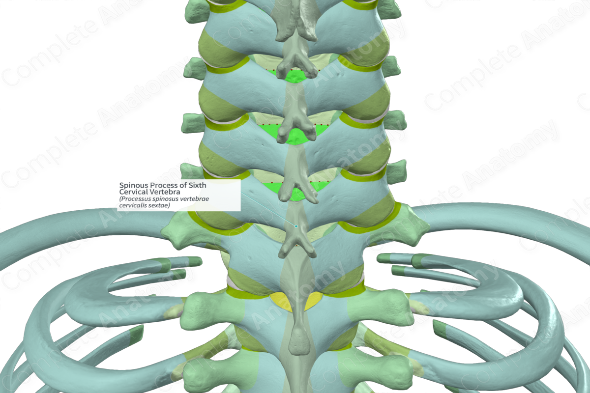 Spinous Process of Sixth Cervical Vertebra