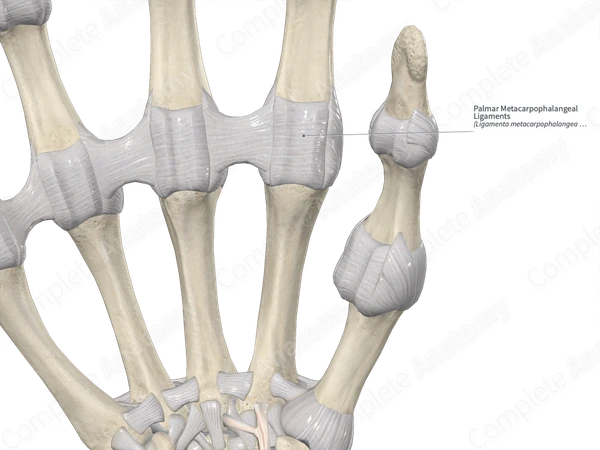 Palmar Metacarpophalangeal Ligaments