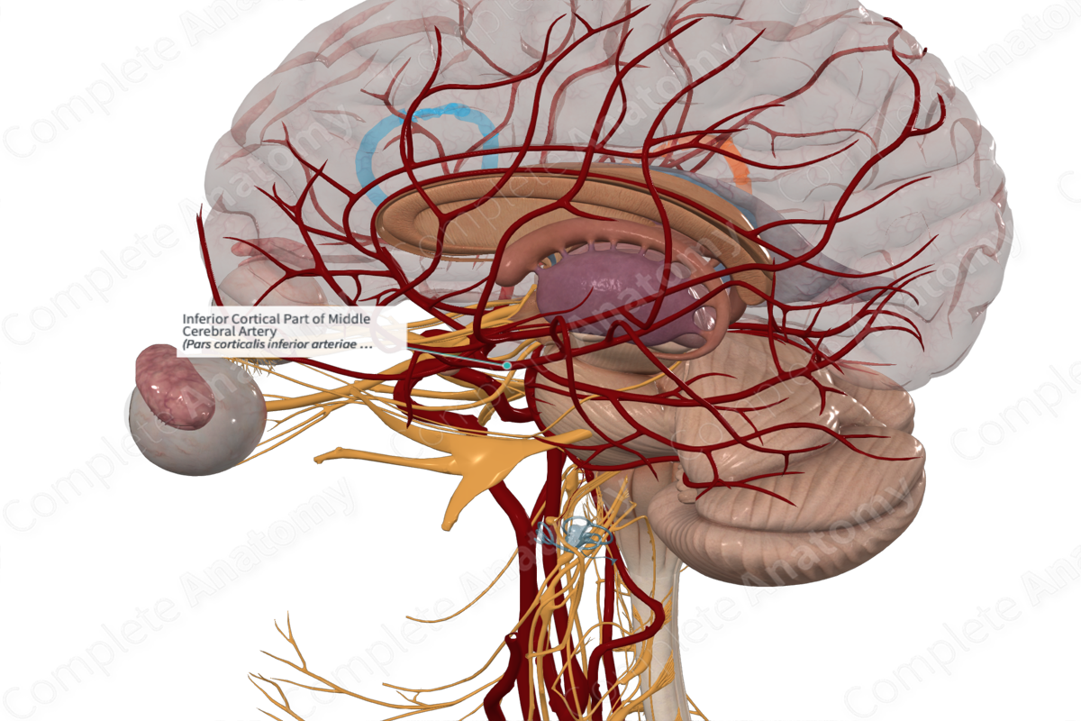 Inferior Cortical Part of Middle Cerebral Artery 