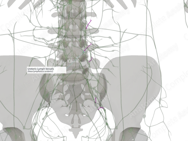 Ureteric Lymph Vessels (Right)
